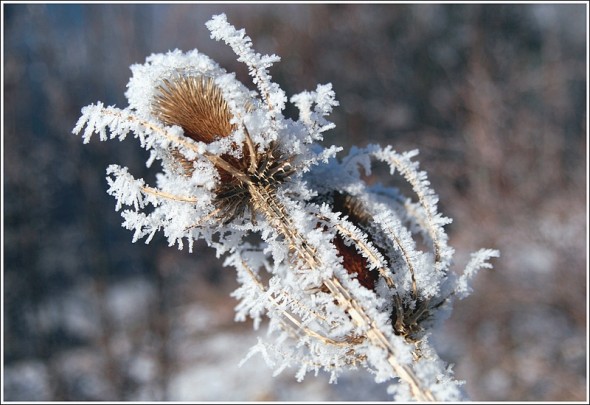 Givre sur le Vercors - Lundi 14 décembre 2009