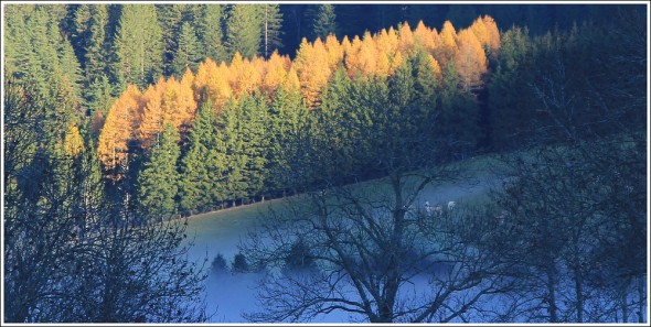 Soleil sur les mélèzes - Lans en Vercors - 10 novembre 2011