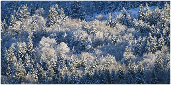 Vers le plateau des Ramées - Lans en Vercors - 19 décembre 2010