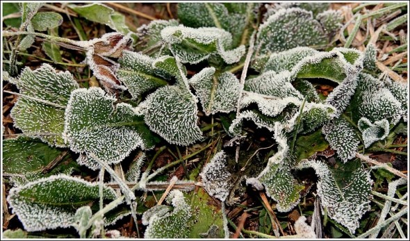 Gelée blanche - 3 octobre 2009