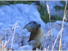 Marmotte du Vercors - Sentier du Pic St Michel