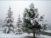 sapins-en-habit-d-hiver.jpg