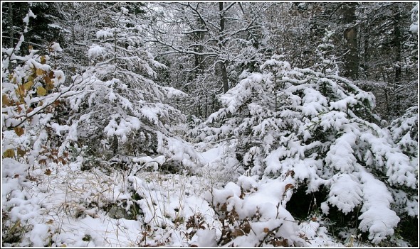 Lans en Vercors - La Sierre 1400m - 3 novembre 2009