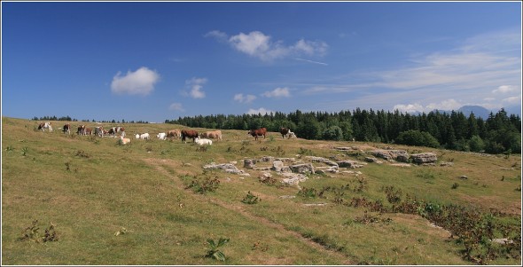 Plateau de la Molière - 25 juillet 2010