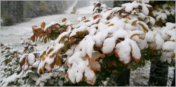 Première neige à la Sierre - 1400m - Lans en Vercors - Dimanche 17 octobre 2010