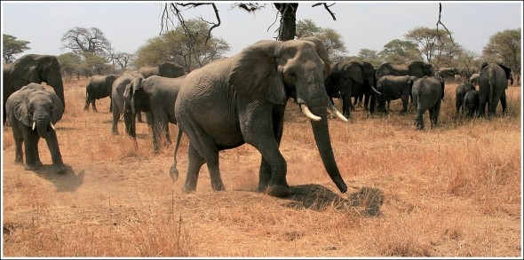 Rencontre avec les éléphants du Tarangire ... 