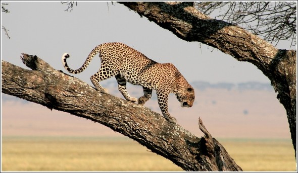 Rencontre avec le Léopard du Tarangire ...