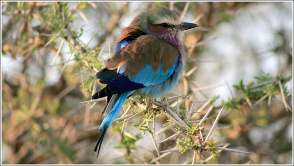 Oiseau du matin, parc du Serengeti ...