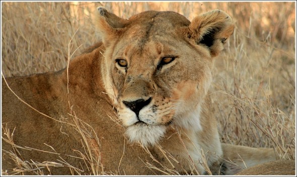 Le lion du Serengeti ...