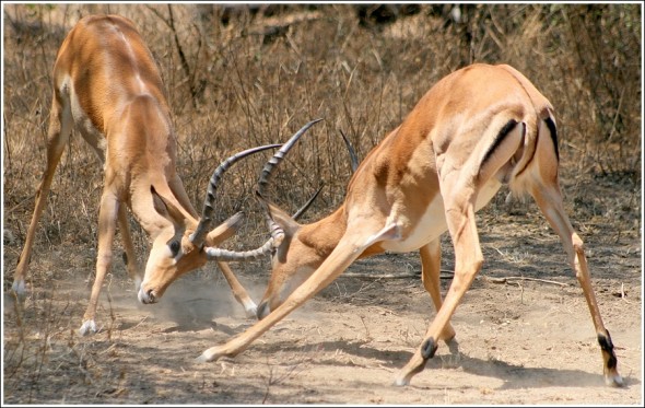 Duel de savane ... 