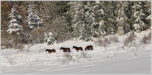 Lans en Vercors - Lendemain de tempête de neige - 29 octobre 2012