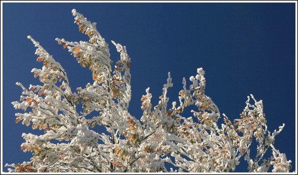 Givre sur les crètes de Charande - 18 octobre 2009