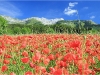 Champ de Coquelicots - Villard de Lans - 15 juilet 2011