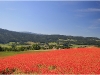 Champ de Coquelicots - Villard de Lans - 15 juilet 2011