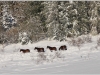 Neige précoce à Lans en Vercors - 29 octobre 2012