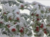 Neige précoce en Vercors - 11 octobre 2013