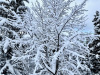 Lans-en-Vercors-11-decembre-2024-2
