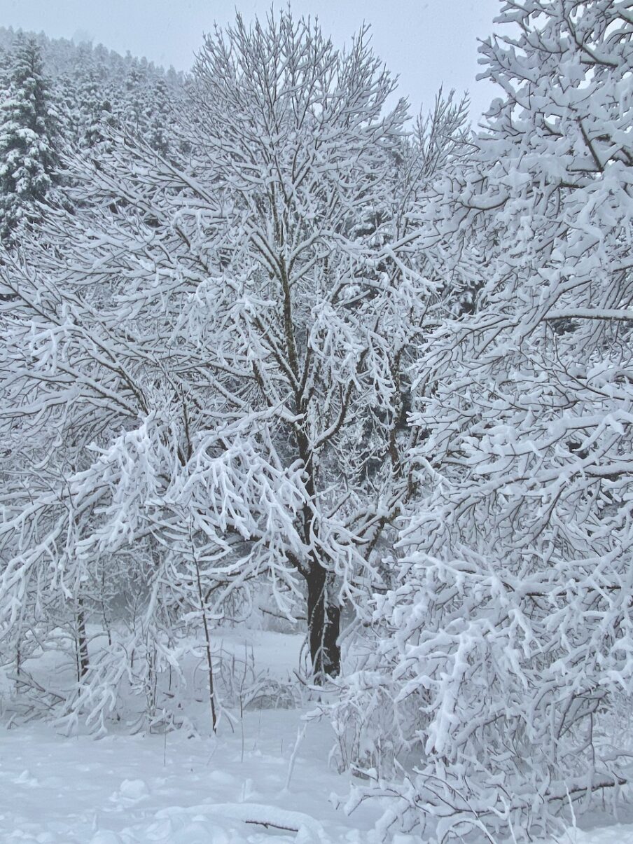 Neige de printemps à Lans en Vercors - 27 mars 2024